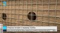 Белые журавли под надзором: стерхи готовятся к первому взрослому полёту