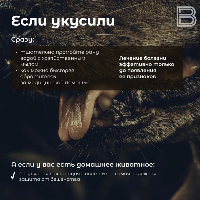 Бешенство: как защититься от зараженного животного Бешенство: как защититься от зараженного животного