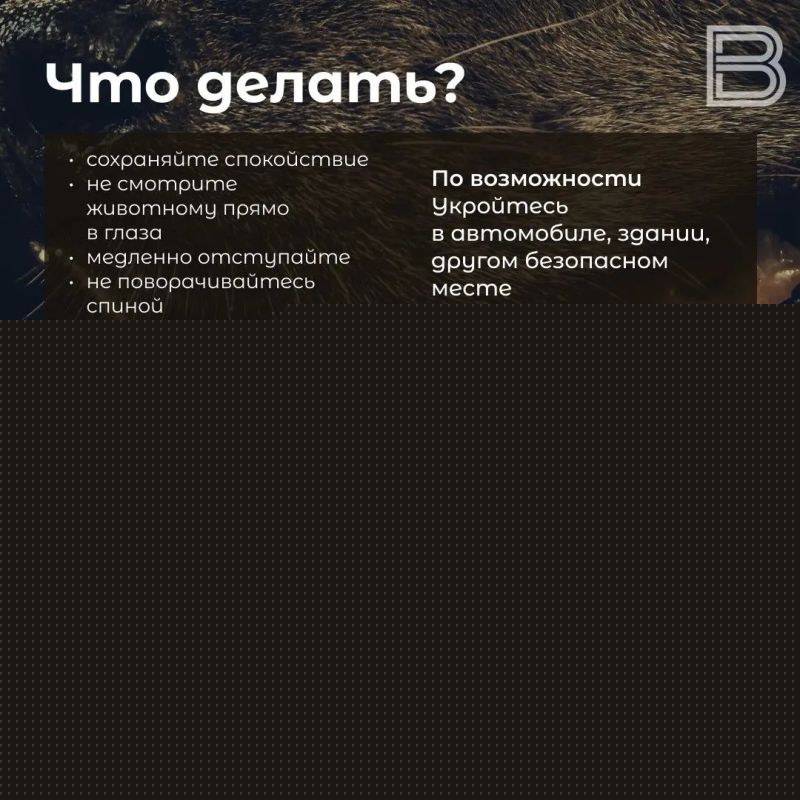 Бешенство: как защититься от зараженного животного Бешенство: как защититься от зараженного животного