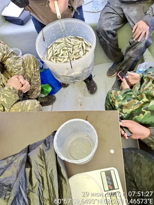 Восемь миллионов мальков муксуна отправились в Обь Восемь миллионов мальков муксуна отправились в Обь