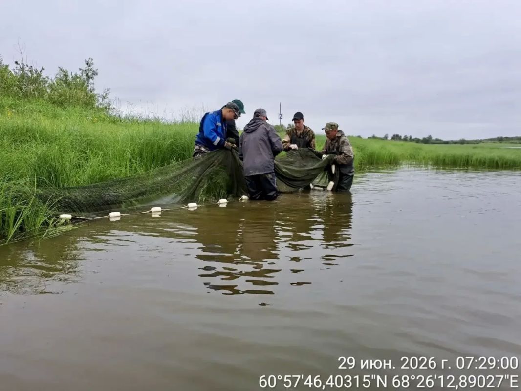Восемь миллионов мальков муксуна отправились в Обь Восемь миллионов мальков муксуна отправились в Обь