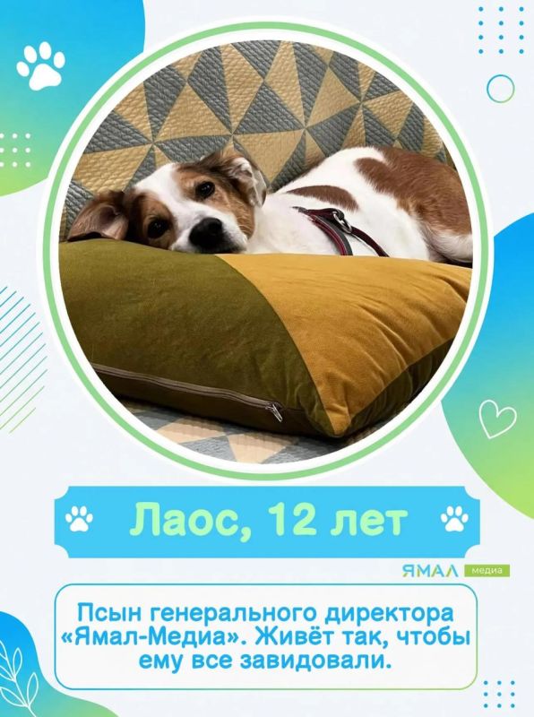 У них мокрые носы, пушистые хвосты и огромное сердце У них мокрые носы, пушистые хвосты и огромное сердце