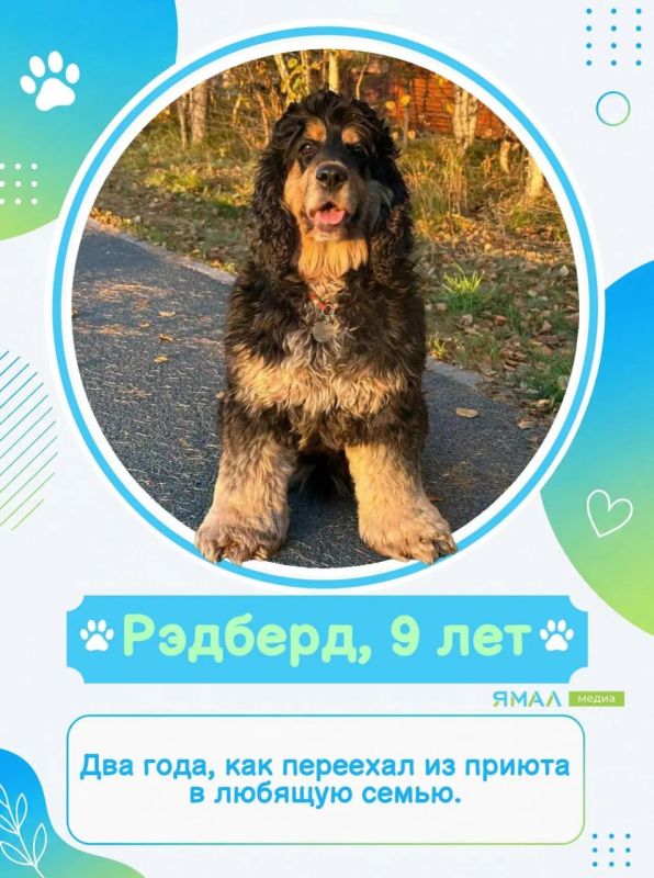 У них мокрые носы, пушистые хвосты и огромное сердце У них мокрые носы, пушистые хвосты и огромное сердце