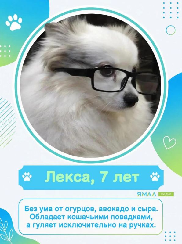 У них мокрые носы, пушистые хвосты и огромное сердце У них мокрые носы, пушистые хвосты и огромное сердце
