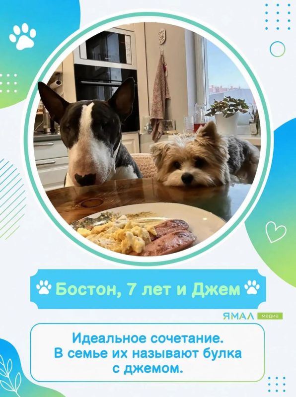 У них мокрые носы, пушистые хвосты и огромное сердце У них мокрые носы, пушистые хвосты и огромное сердце