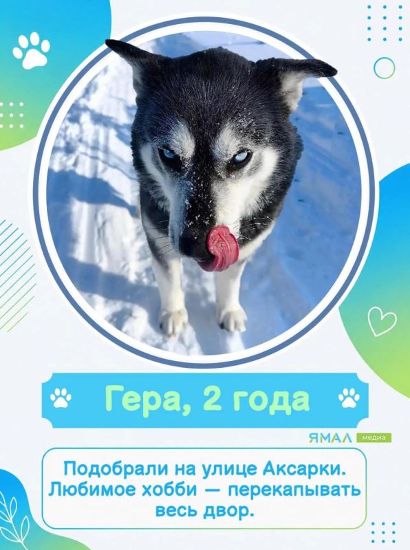 У них мокрые носы, пушистые хвосты и огромное сердце У них мокрые носы, пушистые хвосты и огромное сердце