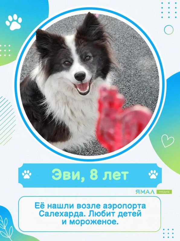 У них мокрые носы, пушистые хвосты и огромное сердце У них мокрые носы, пушистые хвосты и огромное сердце