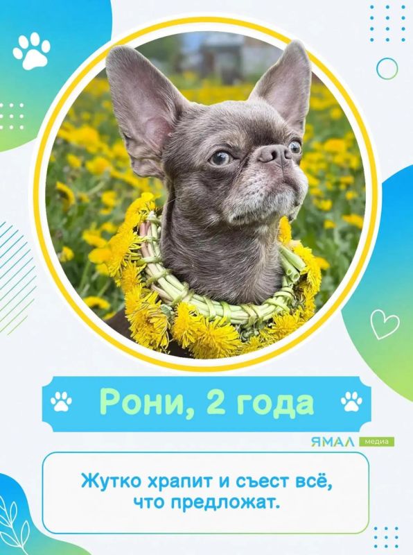 У них мокрые носы, пушистые хвосты и огромное сердце У них мокрые носы, пушистые хвосты и огромное сердце