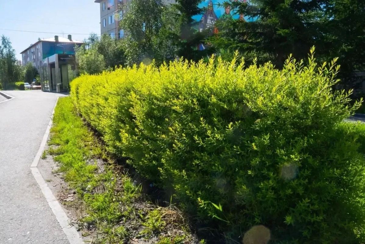 Салехард расцветает: в городе продолжается озеленение Салехард расцветает: в городе продолжается озеленение