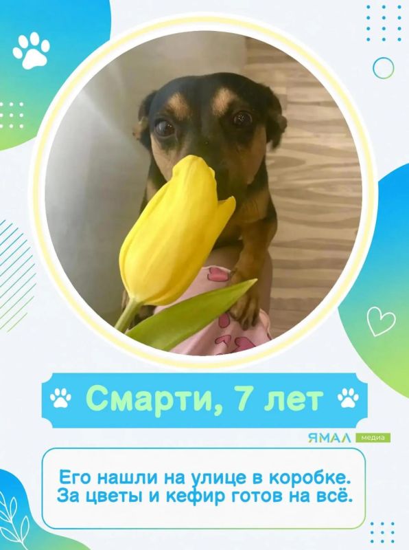 У них мокрые носы, пушистые хвосты и огромное сердце У них мокрые носы, пушистые хвосты и огромное сердце