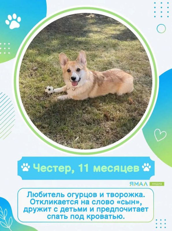 У них мокрые носы, пушистые хвосты и огромное сердце У них мокрые носы, пушистые хвосты и огромное сердце