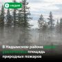 В Надымском районе лес горит на площади более 1 700 гектаров