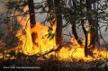 ЯНАО и ХМАО заняли второе и третье места в России по площади лесных пожаров