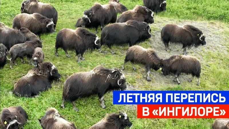 Природный парк «Ингилор» на Полярном Урале — дом для сотни овцебыков