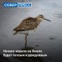 Начало недели на Ямале будет облачным, но теплым