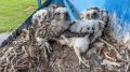Краснокнижные кречеты облюбовали мосты на Ямале