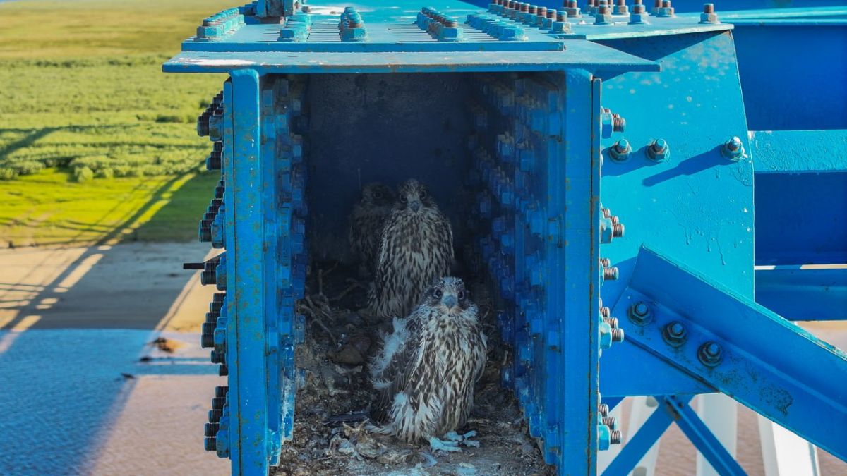 Краснокнижные кречеты облюбовали мосты на Ямале Краснокнижные кречеты облюбовали мосты на Ямале
