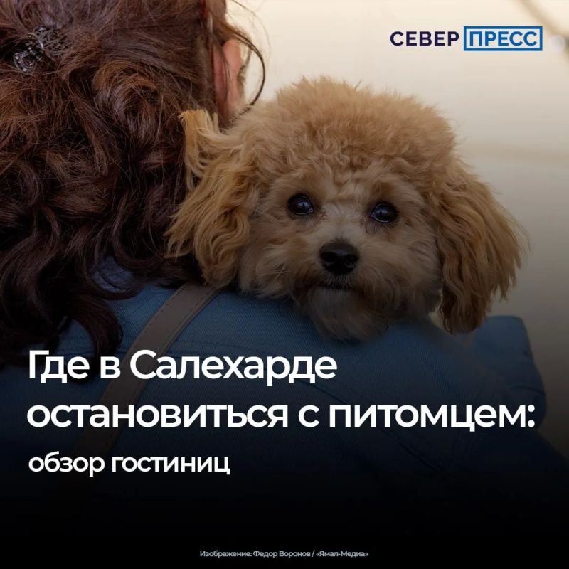 Часто бывает, что гостеприимство отелей не распространяется на домашних животных