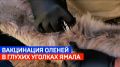 От кочевников-скептиков до добровольных помощников