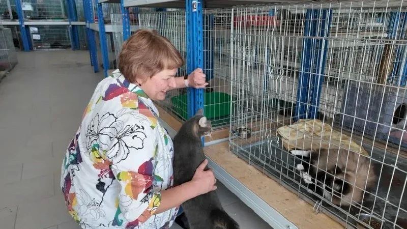 Еще одна кошка из приюта Ноябрьска обрела дом Еще одна кошка из приюта Ноябрьска обрела дом