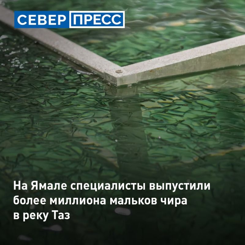 В реку Таз выпустили более 1,2 млн мальков чира