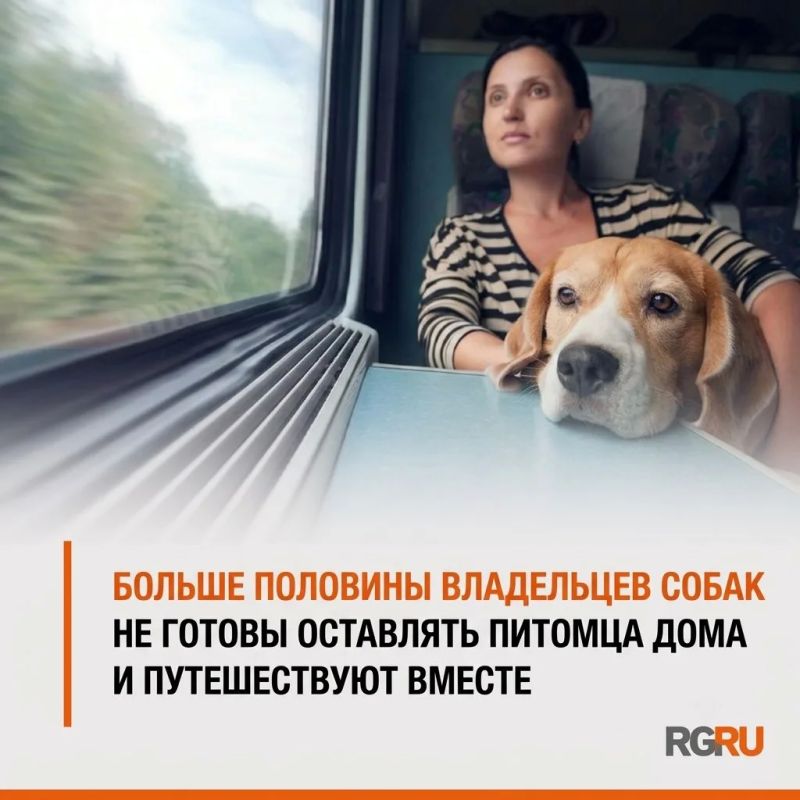 Больше половины владельцев собак путешествуют со своими питомцами