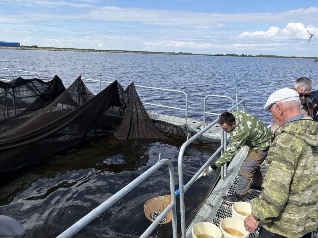 На Тазовской садковой линии открыт сезон выпуска сиговых На Тазовской садковой линии открыт сезон выпуска сиговых
