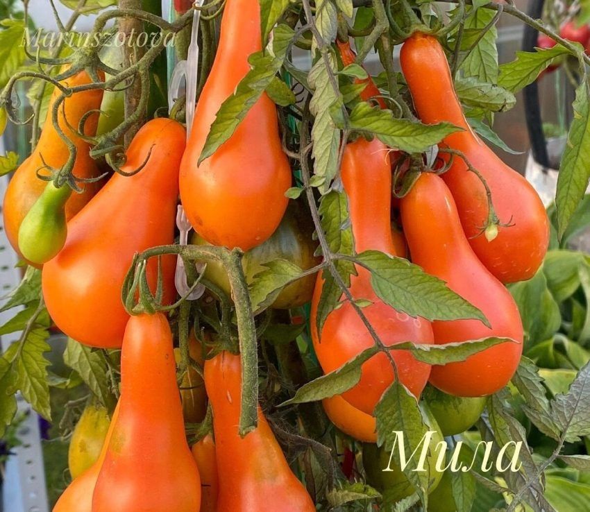 Томаты Мила: как вырастить и получить богатый урожай
