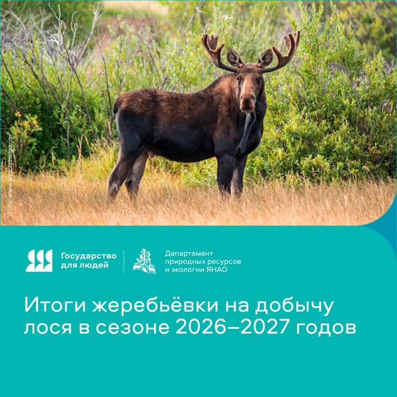 На Ямале завершилось распределение разрешений на добычу лося в предстоящем сезоне охоты