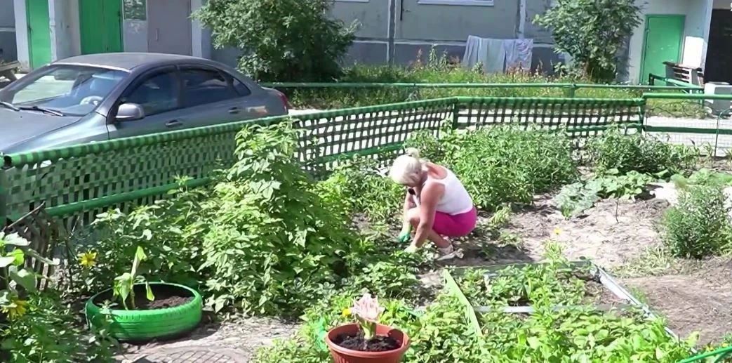 Рекордно жаркое лето на Ямале заставило акклиматизироваться не только жителей, но и Рекордно жаркое лето на Ямале заставило акклиматизироваться не только жителей, но и
