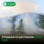 В Надымском районе действуют три природных пожара