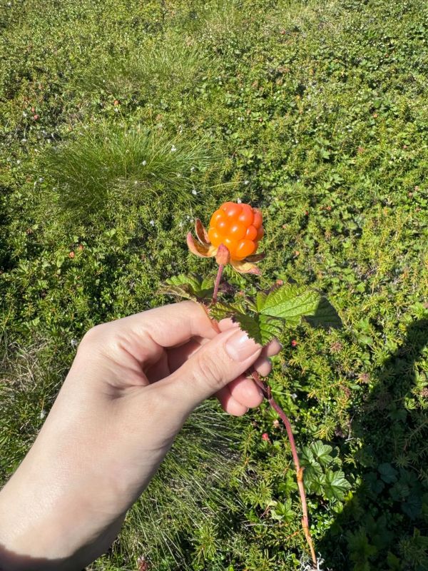 Сезон морошки на Ямале в самом разгаре — и вот подтверждение Сезон морошки на Ямале в самом разгаре — и вот подтверждение