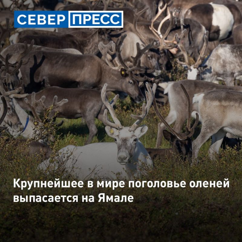 На Ямале сосредоточено крупнейшее на планете стадо домашних северных оленей — 707 тысяч голов