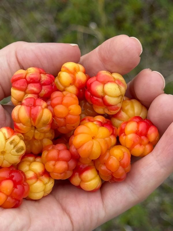 Сезон морошки на Ямале в самом разгаре — и вот подтверждение Сезон морошки на Ямале в самом разгаре — и вот подтверждение