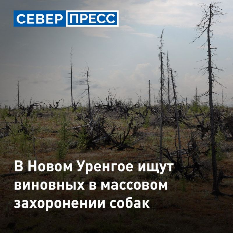 В Новом Уренгое возбудили уголовное дело изза массового захоронения собак
