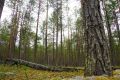 Пока вы спали: что произошло на Ямале, в России и мире