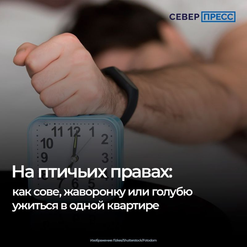 В народе говорят: «Хорошая сова может свернуть голову на 270 градусов любому жаворонку, который попытается ее разбудить»