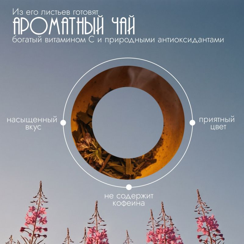 На Ямале зацвел иван-чай, превращая привычные северные пейзажи в настоящие розовые поля На Ямале зацвел иван-чай, превращая привычные северные пейзажи в настоящие розовые поля