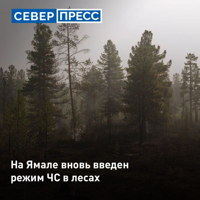 Изза жары лесопожарная обстановка на Ямале осложнилась — в лесах снова действует режим чрезвычайной ситуации