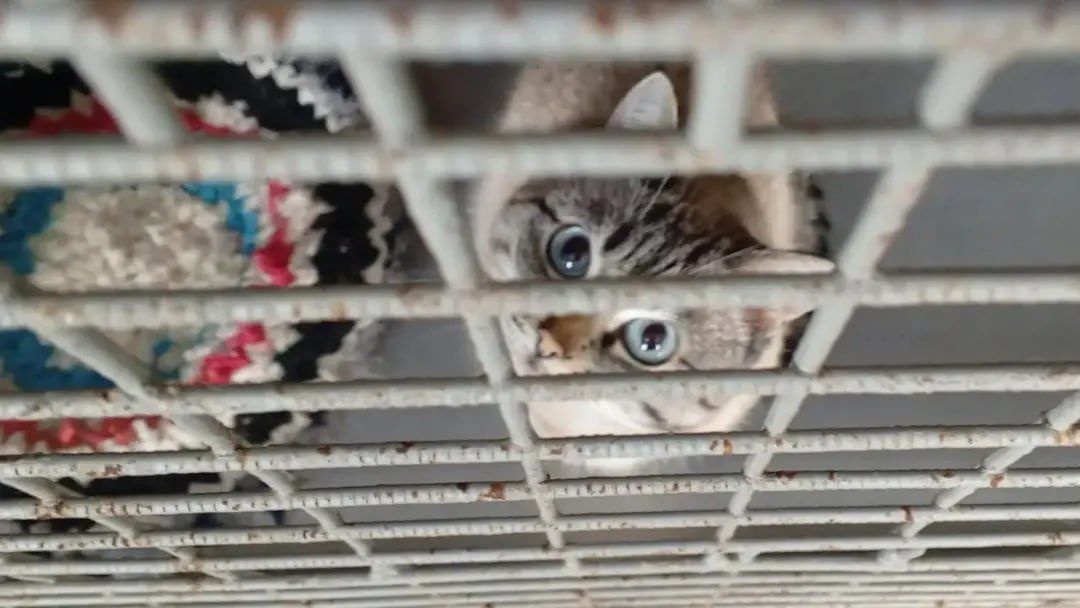 Команда «Ямал-Медиа. Приуралье» помогла приютскому коту найти любящего хозяина Команда «Ямал-Медиа. Приуралье» помогла приютскому коту найти любящего хозяина
