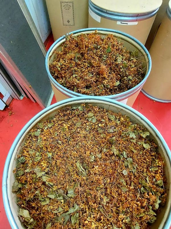 Ямальская морошка отправилась в чайную чашку Ямальская морошка отправилась в чайную чашку