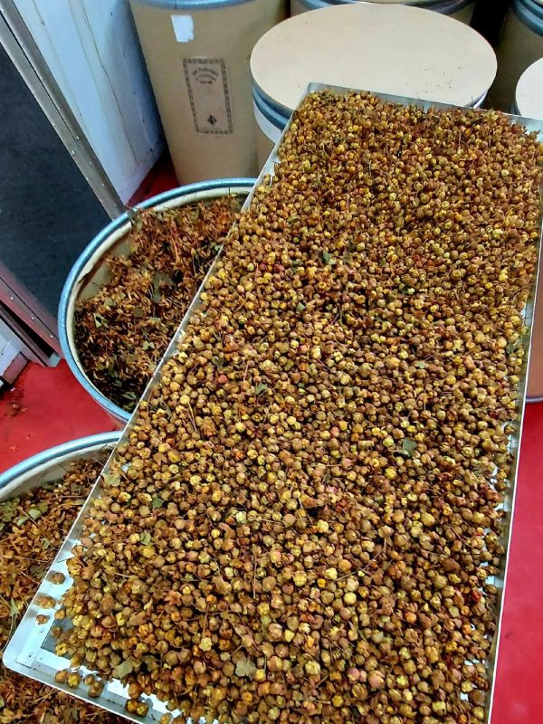 Ямальская морошка отправилась в чайную чашку Ямальская морошка отправилась в чайную чашку