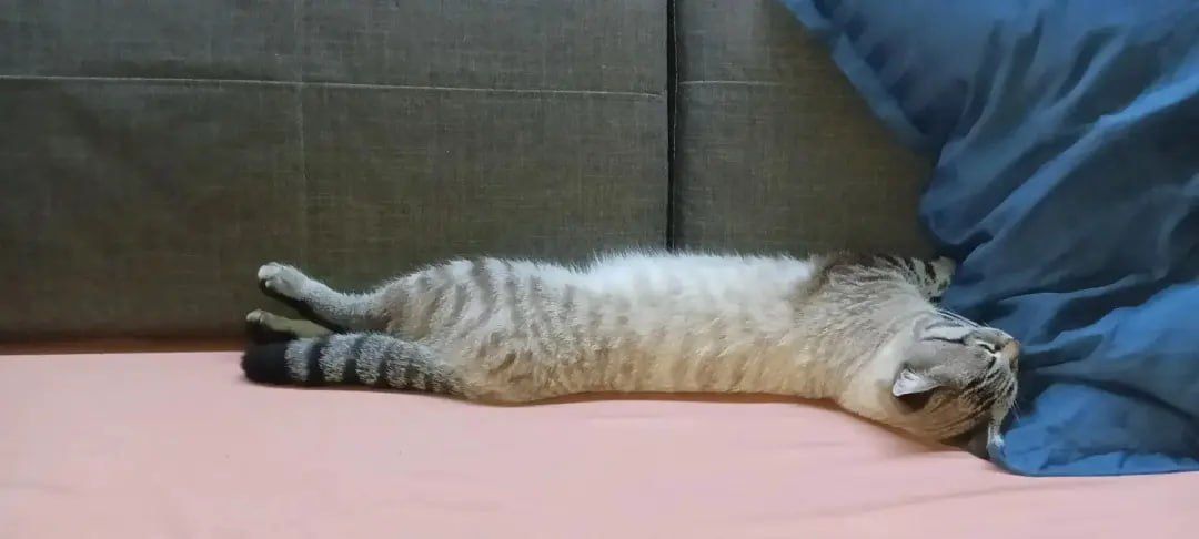 Команда «Ямал-Медиа. Приуралье» помогла приютскому коту найти любящего хозяина Команда «Ямал-Медиа. Приуралье» помогла приютскому коту найти любящего хозяина