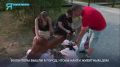 Волонтёры вышли в город, чтобы найти животным дом