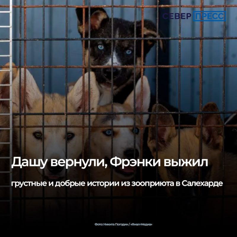 В Салехарде работает муниципальный приют для бездомных животных — место, где находят временный дом сотни собак и кошек