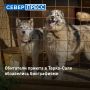 В приюте Тарко-Сале у питомцев появились свои биографии