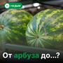 В День арбуза предлагаем сыграть в слова
