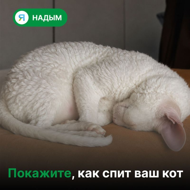 Объявляем охоту на самые смешные кошачьи сны