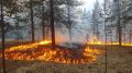 В шести районах Ямала полыхает 176 природных пожаров
