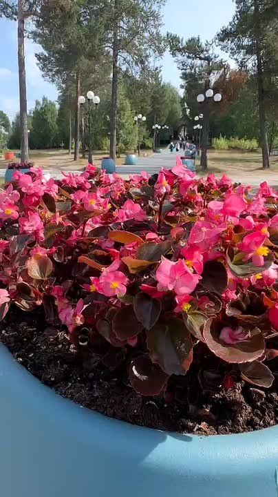 На центральной лестнице к храму Архангела Михаила обновили цветочные вазоны
